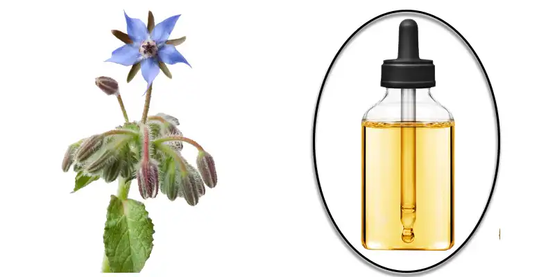 Borage Oil Powder.jpg